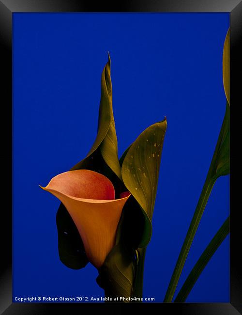 Calla on Blue. Framed Print by Robert Gipson