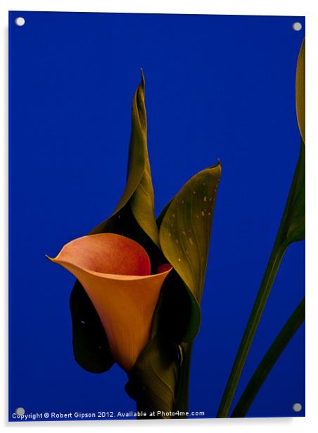 Calla on Blue. Acrylic by Robert Gipson