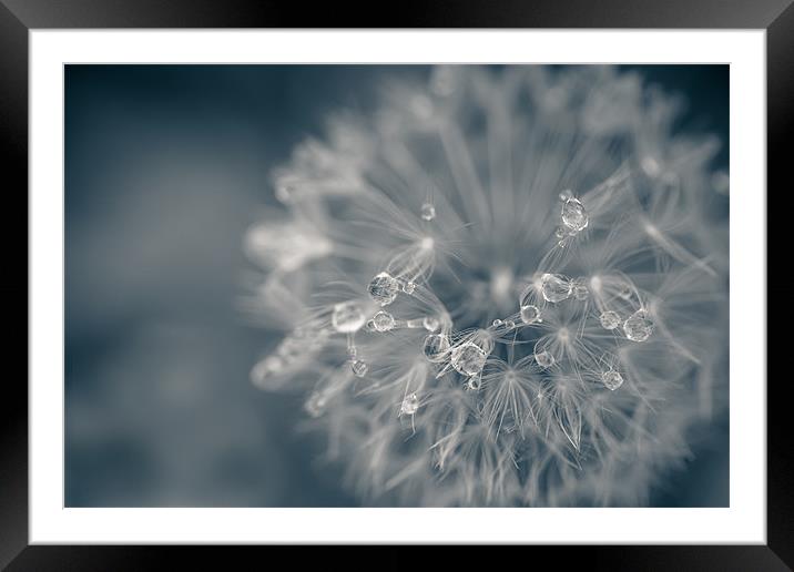 Wet Lion Framed Mounted Print by Junwei Chu