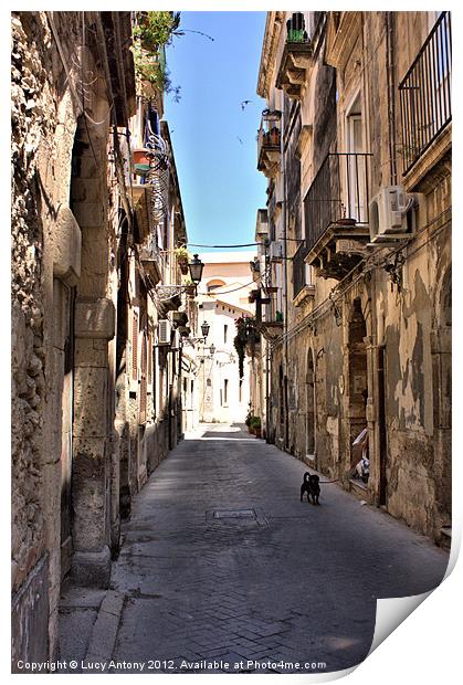 Sicilian alley dog Print by Lucy Antony