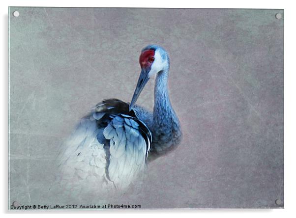 Sandhill Crane Acrylic by Betty LaRue