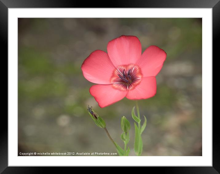 Lonely Flower Framed Mounted Print by michelle whitebrook