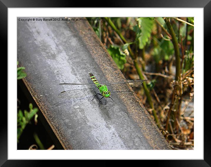 Dragonfly On A Hot Rail Framed Mounted Print by Gary Barratt