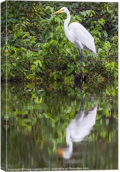 Great egret reflection Canvas Print by Craig Lapsley
