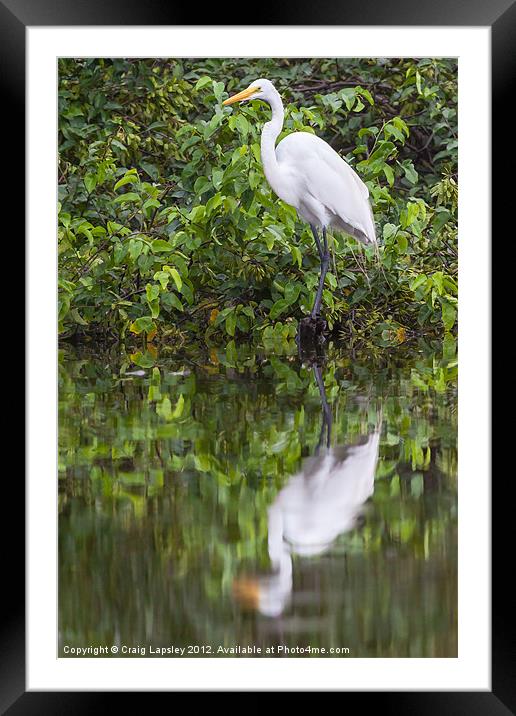 Great egret reflection Framed Mounted Print by Craig Lapsley