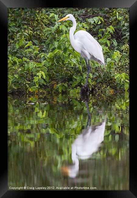 Great egret reflection Framed Print by Craig Lapsley