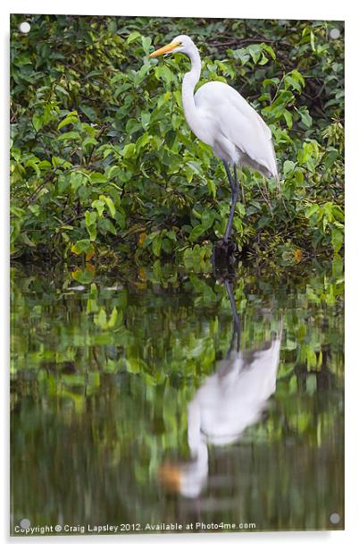 Great egret reflection Acrylic by Craig Lapsley