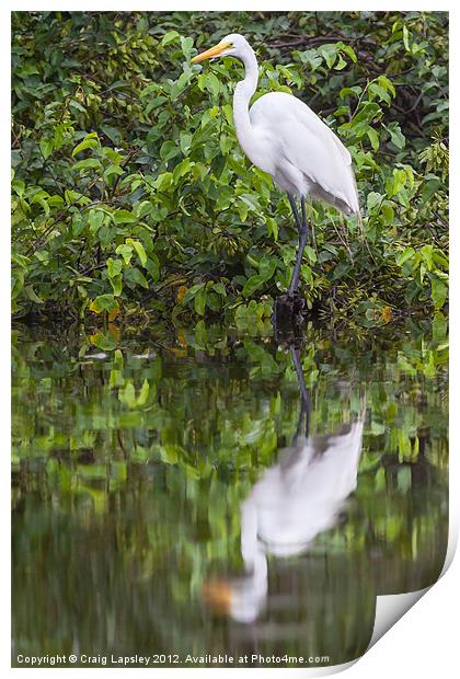 Great egret reflection Print by Craig Lapsley
