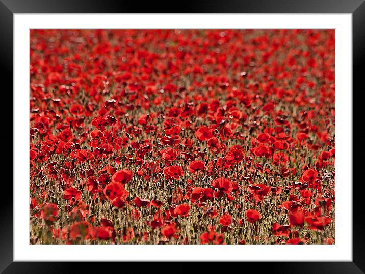 Poppy Field Framed Mounted Print by Dawn Cox