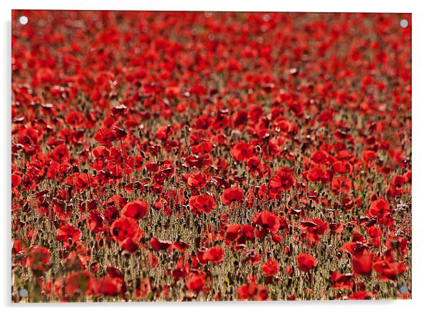 Poppy Field Acrylic by Dawn Cox