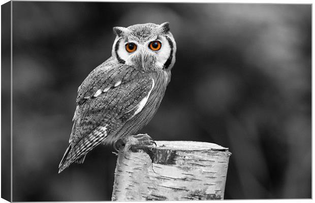 Southern White-Faced Owl Canvas Print by Adam Withers