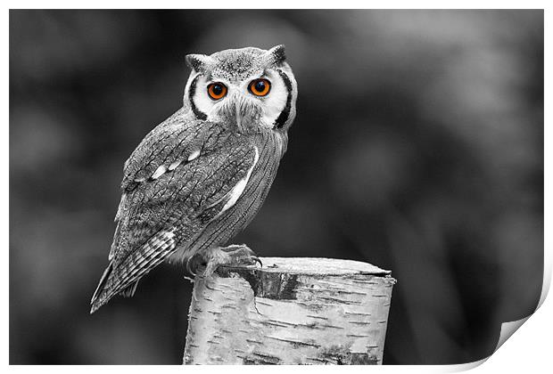 Southern White-Faced Owl Print by Adam Withers