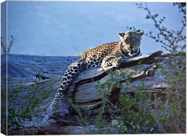 Sunbathing Leopard Canvas Print by Tony Murtagh