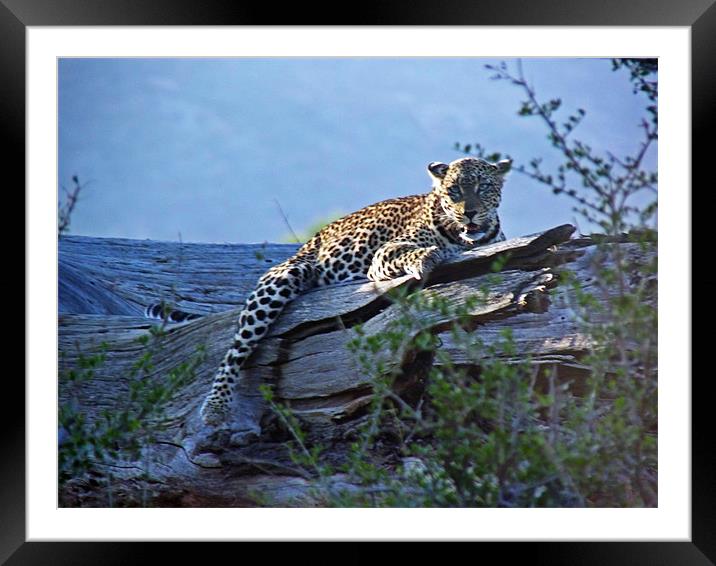 Sunbathing Leopard Framed Mounted Print by Tony Murtagh