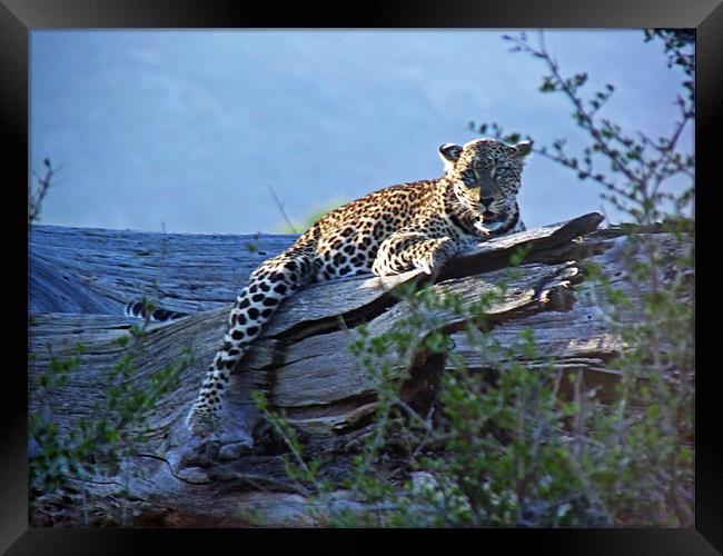 Sunbathing Leopard Framed Print by Tony Murtagh