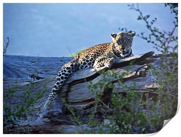 Sunbathing Leopard Print by Tony Murtagh