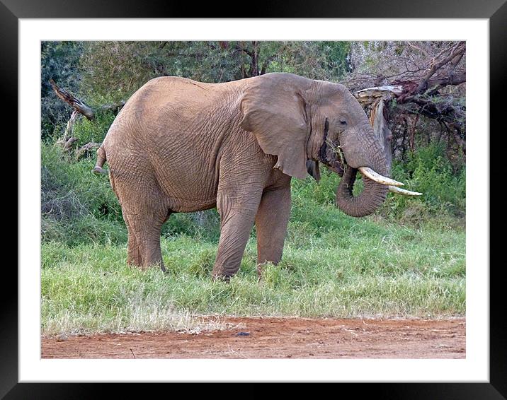 African Elephant Feeding Framed Mounted Print by Tony Murtagh