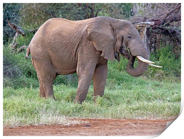 African Elephant Feeding Print by Tony Murtagh