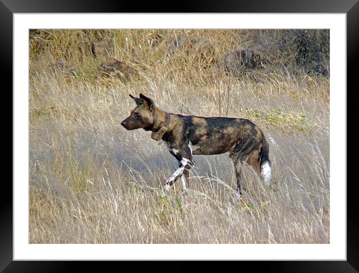 African Wild Dog Framed Mounted Print by Tony Murtagh