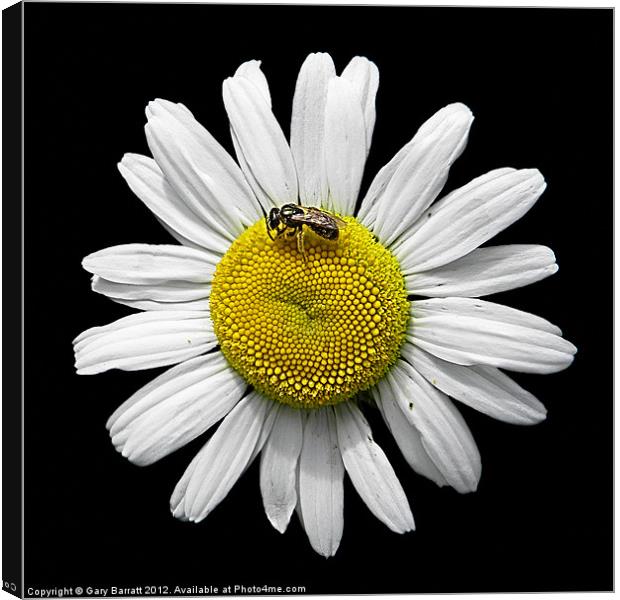 Bee Loves Me Loves Me Not Canvas Print by Gary Barratt