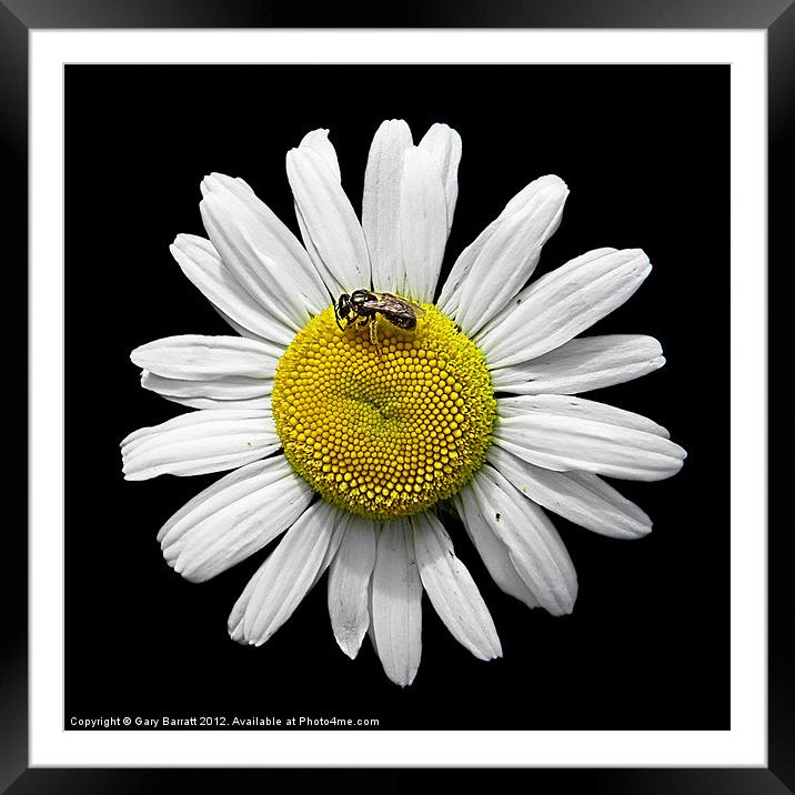 Bee Loves Me Loves Me Not Framed Mounted Print by Gary Barratt