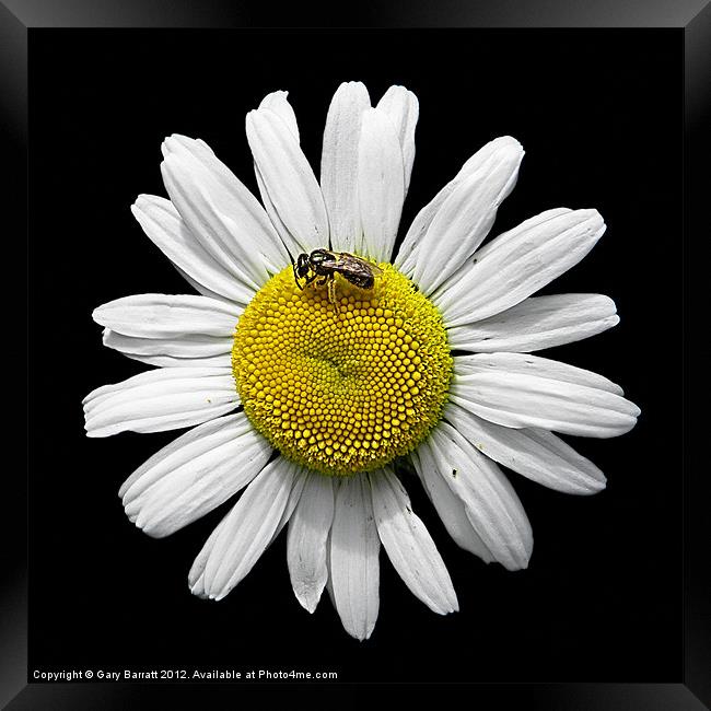 Bee Loves Me Loves Me Not Framed Print by Gary Barratt