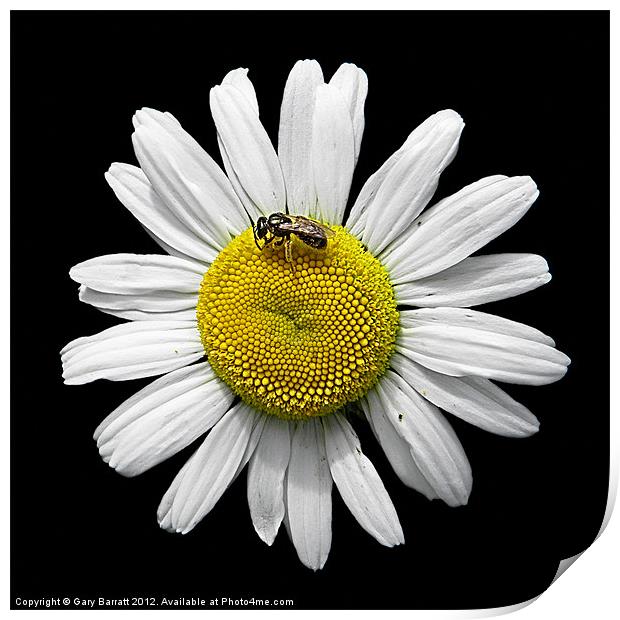 Bee Loves Me Loves Me Not Print by Gary Barratt