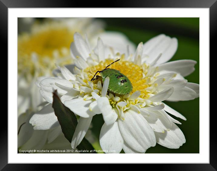 Shield Bug Framed Mounted Print by michelle whitebrook