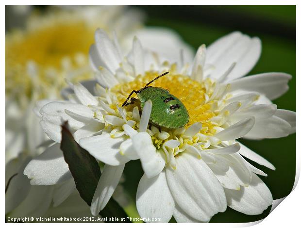 Shield Bug Print by michelle whitebrook