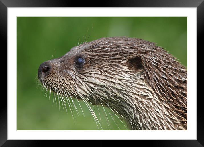 Otter head Framed Mounted Print by Steve Frazer