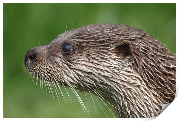 Otter head Print by Steve Frazer