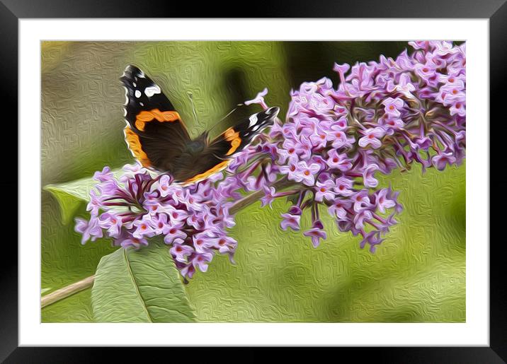 Red Admiral in Oils Framed Mounted Print by Darren Frodsham
