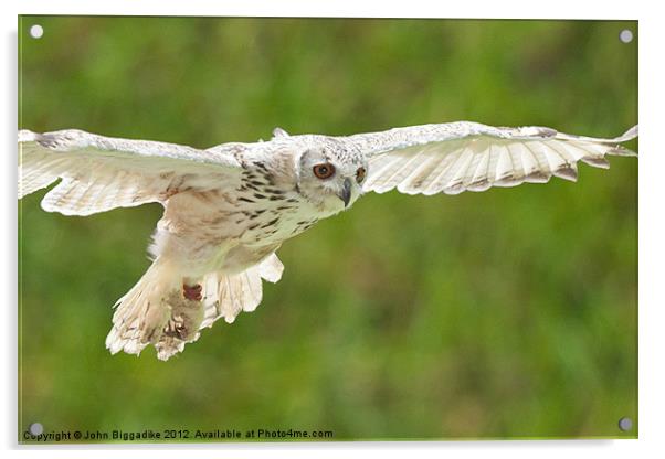 Owl in flight Acrylic by John Biggadike