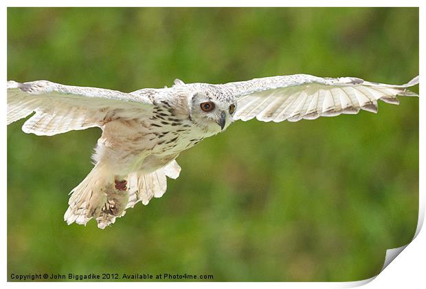 Owl in flight Print by John Biggadike