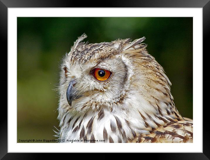 Eagle Owl Framed Mounted Print by John Biggadike