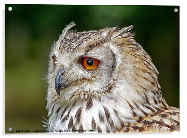 Eagle Owl Acrylic by John Biggadike