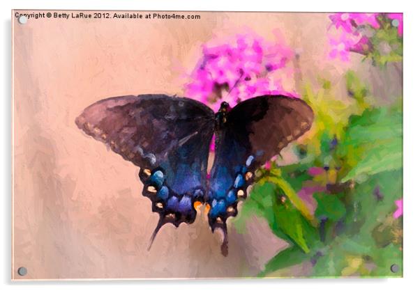 Pipevine Swallowtail Butterfly Acrylic by Betty LaRue
