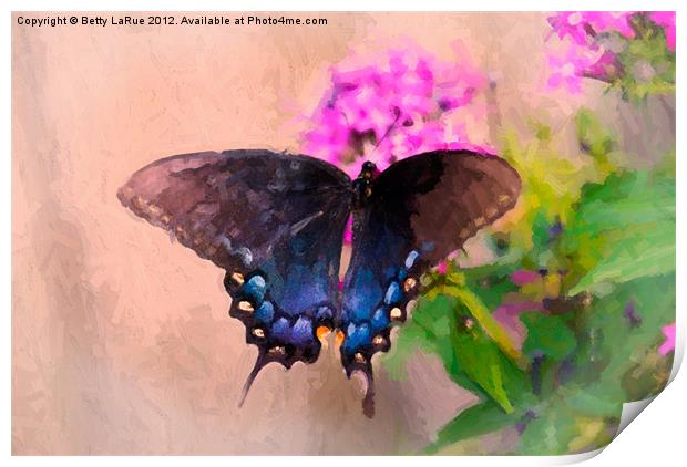 Pipevine Swallowtail Butterfly Print by Betty LaRue