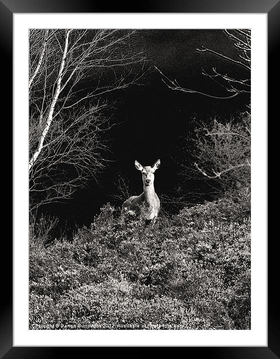 Deer In Black and White Framed Mounted Print by Darren Burroughs