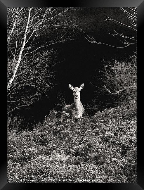 Deer In Black and White Framed Print by Darren Burroughs