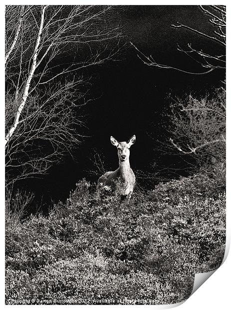 Deer In Black and White Print by Darren Burroughs