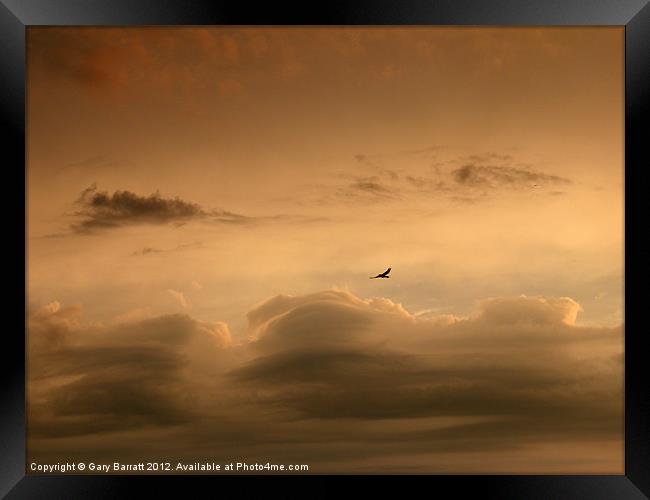 Lone Bird Menacing Sky Framed Print by Gary Barratt