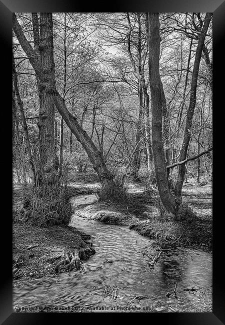 Woodland Stream - Monochrome Framed Print by Ann Garrett