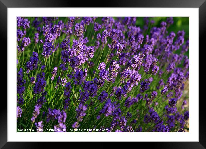Lavender, Lavandula Framed Mounted Print by Louise Heusinkveld