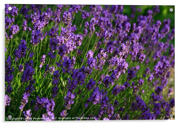 Lavender, Lavandula Acrylic by Louise Heusinkveld
