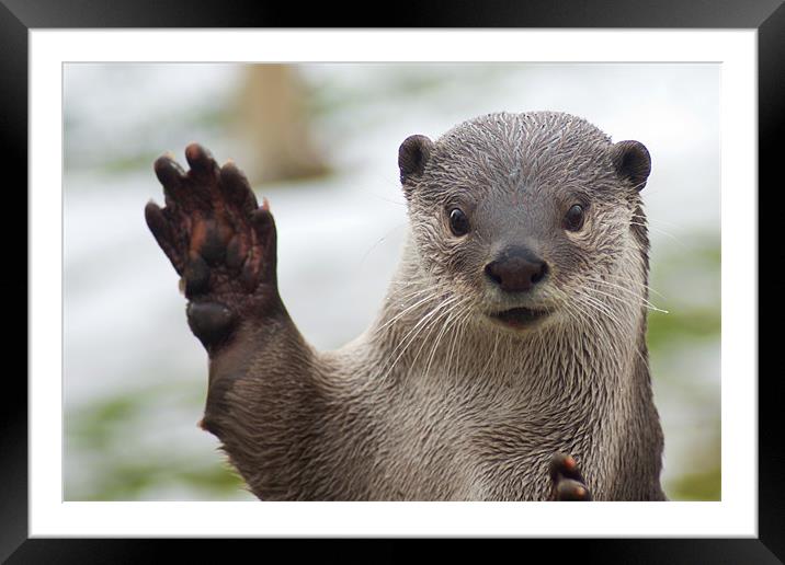 Waving Otter Framed Mounted Print by VICTORIA HENDRICK