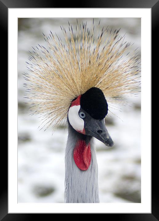 Crested Heron Framed Mounted Print by VICTORIA HENDRICK