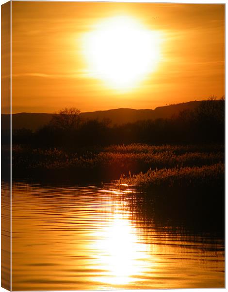 Sunset over reeds Canvas Print by Lisa Taylor