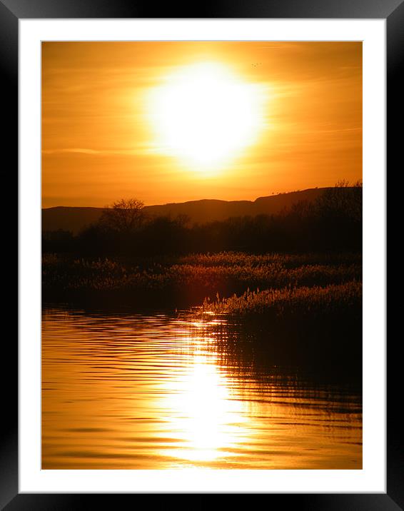 Sunset over reeds Framed Mounted Print by Lisa Taylor