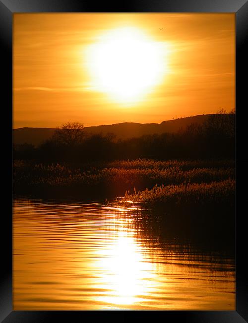 Sunset over reeds Framed Print by Lisa Taylor